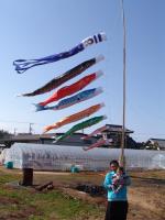 koinobori