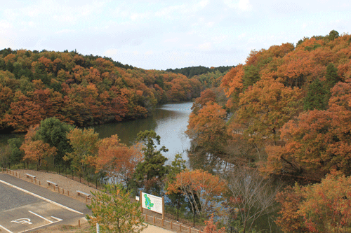 手賀ふれあいの森全景