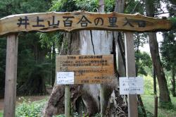 井上山百合の里の案内を示す看板