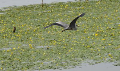 アサザと水鳥