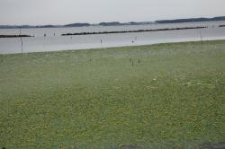 アサザ群生地全景