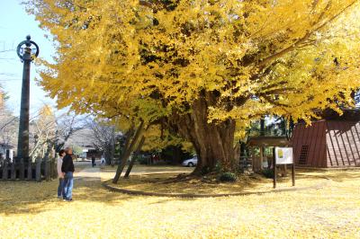 西蓮寺相輪とうと大イチョウ