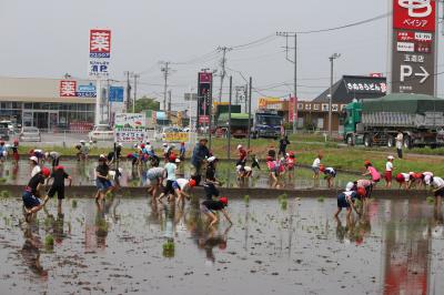 玉造小田植え体験