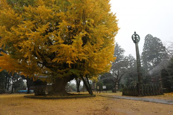 大イチョウ一号（11月29日現在）