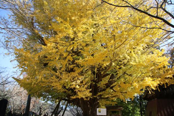 西蓮寺大イチョウ2015