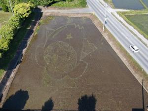 今年も植えました 田んぼアート 行方市公式ホームページ
