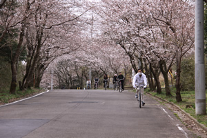 沖洲芸術村の桜１