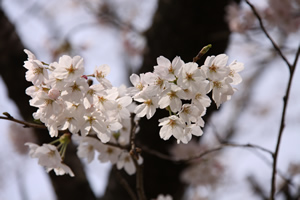 沖洲芸術村の桜２