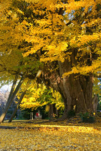 西蓮寺「午後の風」