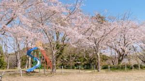 羽黒山公園桜