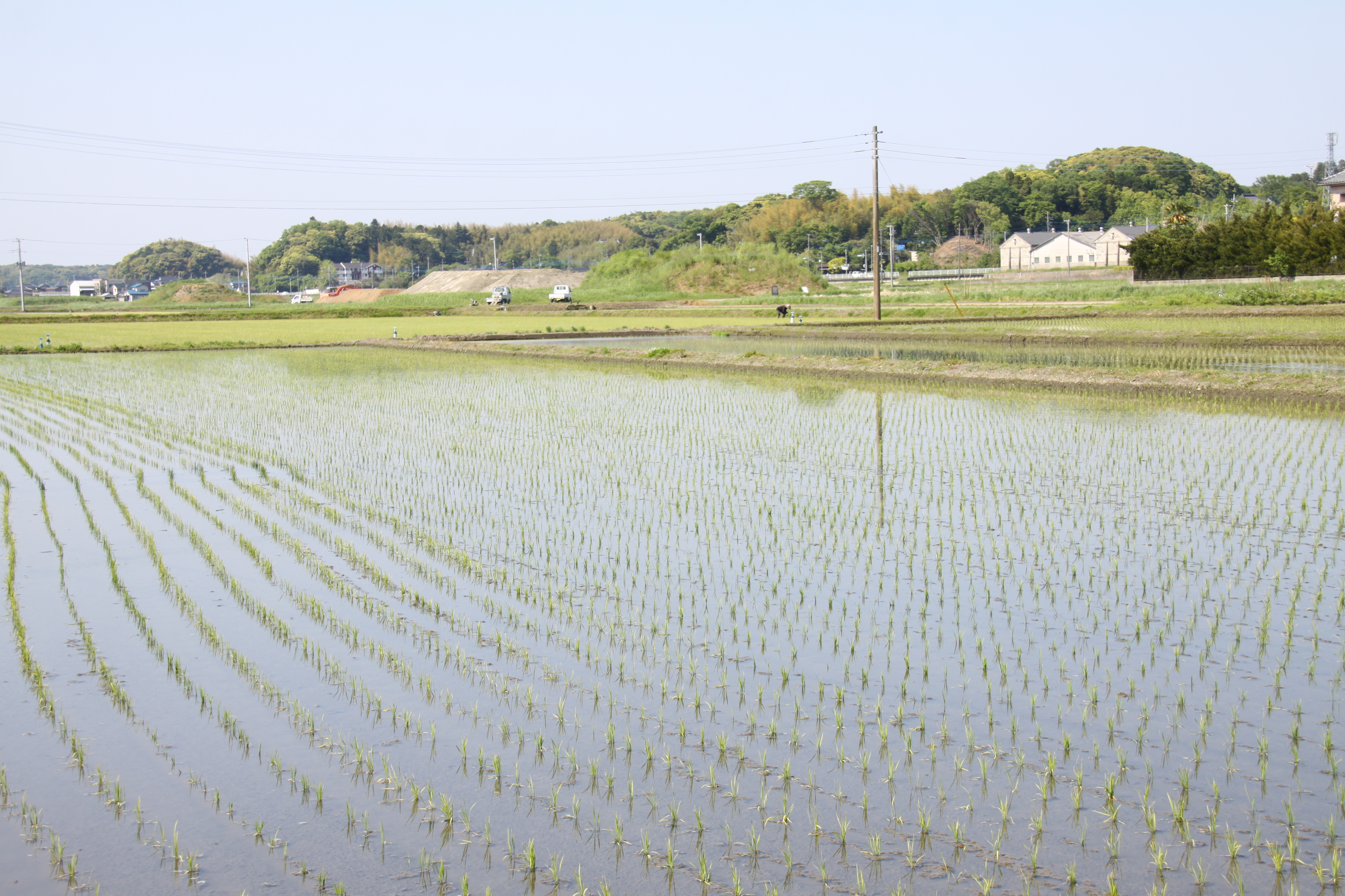 小高田んぼ１