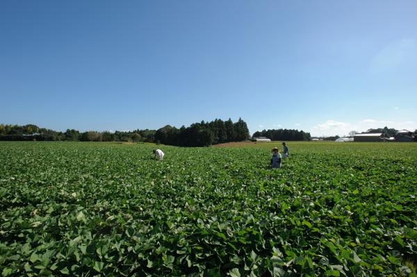 さつまいも畑画像