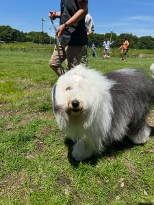 愛犬2