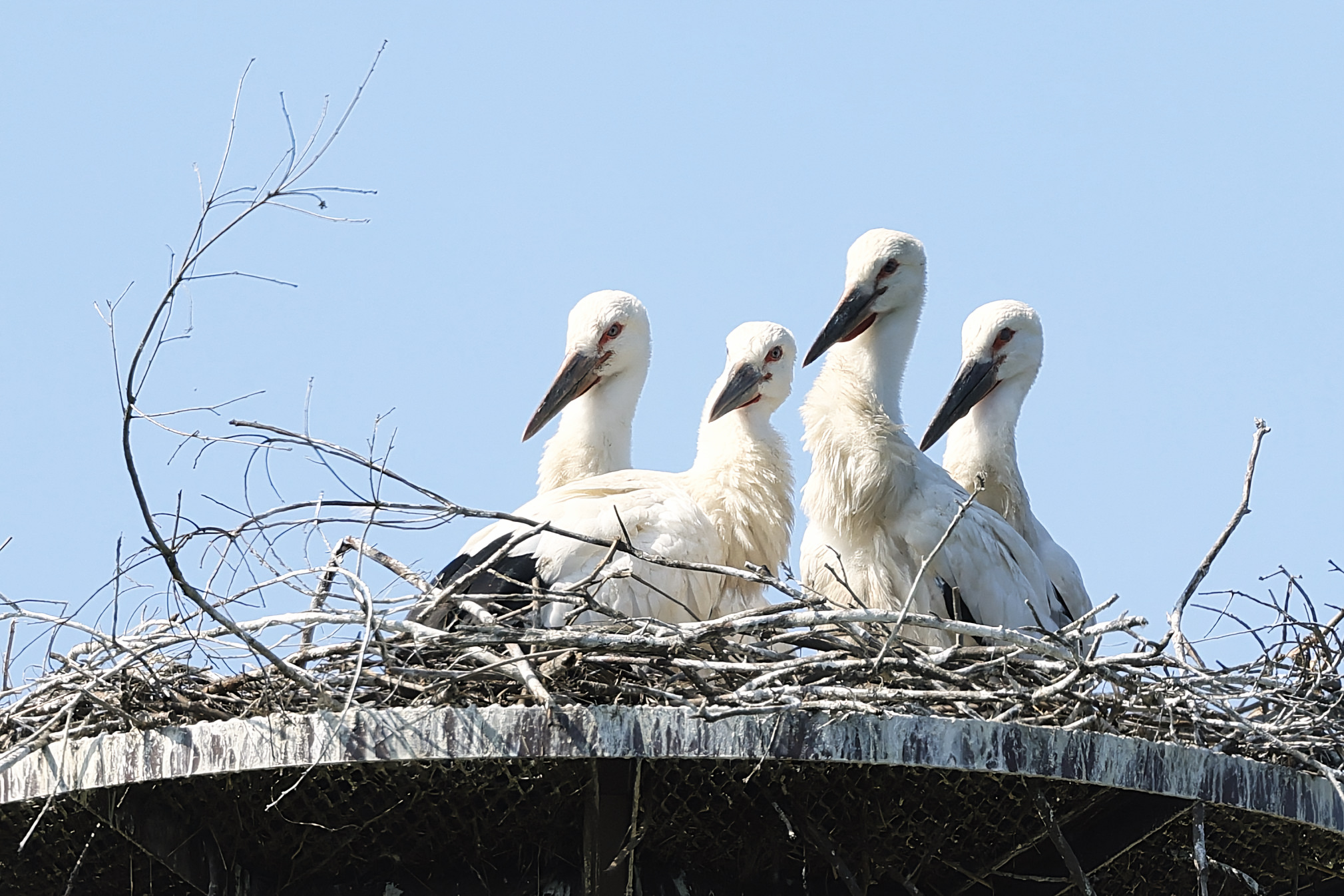 コウノトリヒナ