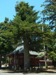 化蘇沼稲荷神社モミ