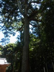 長野江香取神社モミ