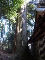 春日神社　スギ